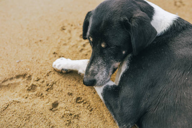 istock Calm not purebred big black and white dog resting 1089147800