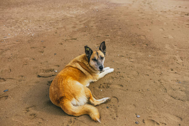 istock Calm not purebred big dog resting at sunny summer sandy beach. 1089147802