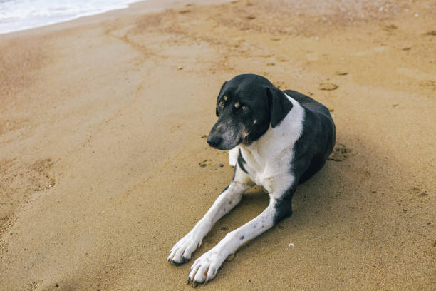 istock Calm not purebred big black and white dog resting 1089147814
