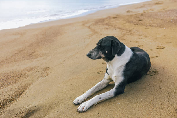 istock Calm not purebred big black and white dog resting 1089147816