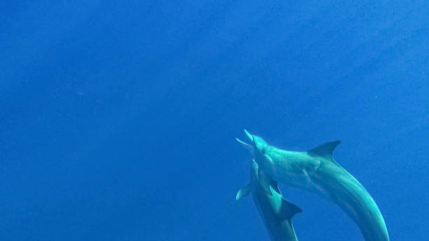 istock Dolphins seen near Le Morne Mauritius. 1089148316
