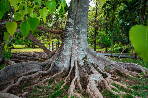 istock Big ficus tree in Botanical Garden Pamplemousses, Mauritius. 1089152230