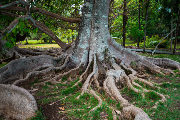 istock Big ficus tree in Botanical Garden Pamplemousses, Mauritius. 1089152250