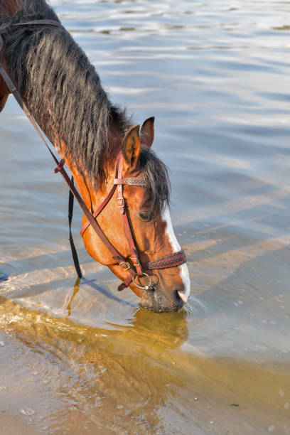 istock brown horse drinking river water 1089152476