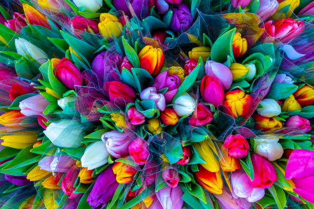 tulip bouquet - multi colored flower red flower head stock-fotos und bilder