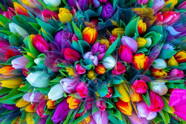 Tulip bouquet from above, color explosion
