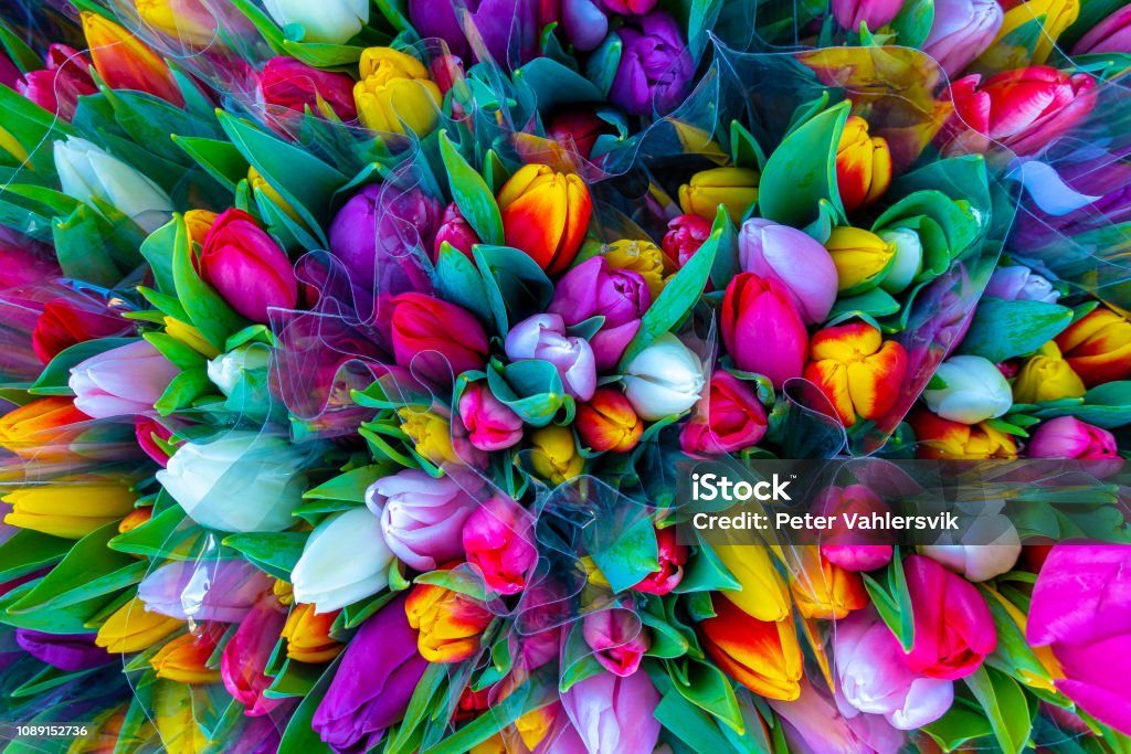 Lale buketi - Royalty-free Çiçek Stok görsel