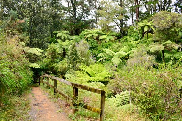 istock A little path in a rain forest. Fern trees growing on both sides of the path. 1089155064