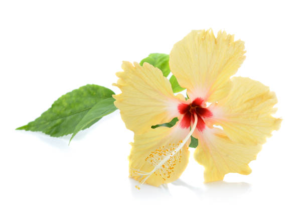 This close-up photograph showcases a stunning yellow hibiscus flower in full bloom, with its vibrant petals and contrasting red center.
