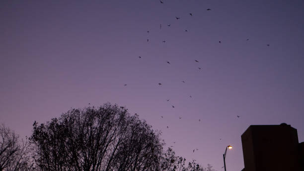 Bats flying up from their roost in a group at night in Austin Texas Bats flying up from their roost in a group at night in Austin Texas echolocation photos stock pictures, royalty-free photos & images