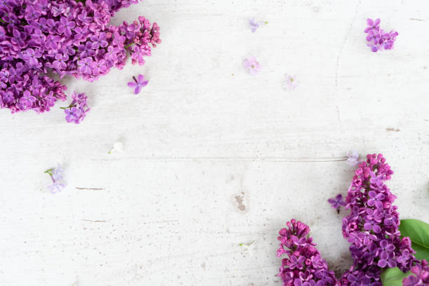 istock Fresh lilac flowers 1089156990