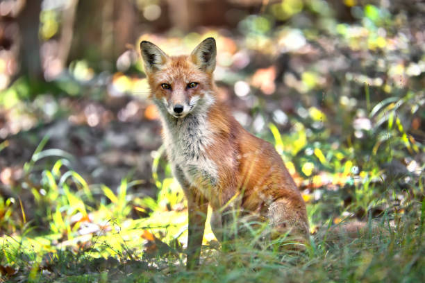istock Wild red fox in a Maryland forest 1089158350