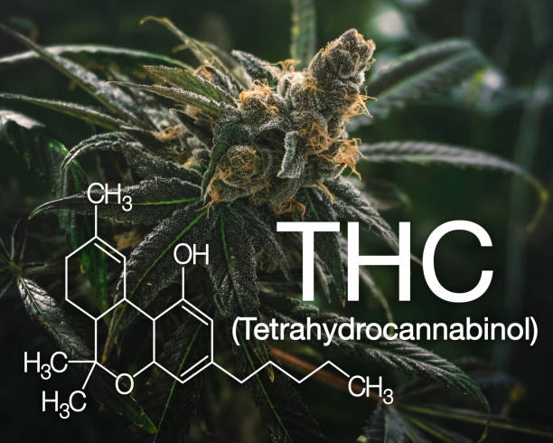 Marijuana THC Graphic with Scientific Logo for Recreational Use Mental stress relief image for cannabis PTSD natural treatment chemical formula photos stock pictures, royalty-free photos & images