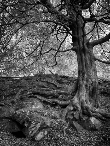istock monochrome image of a tall old forest tree with large old twisted roots growing over boulders and stones on a steep hillside 1089159074