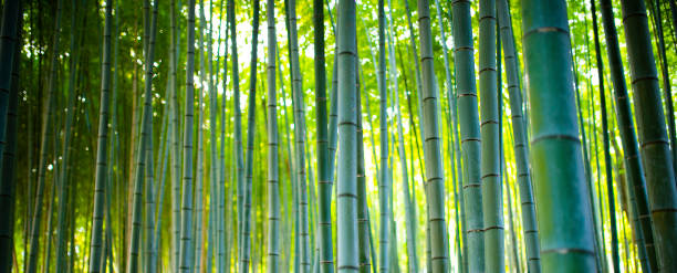 bambusowe gaje, bambusowy las w arashiyama, kioto japonia. - sagano zdjęcia i obrazy z banku zdjęć