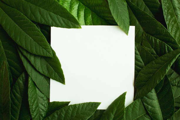 istock Blank white paper on a green leaves. 1089160268