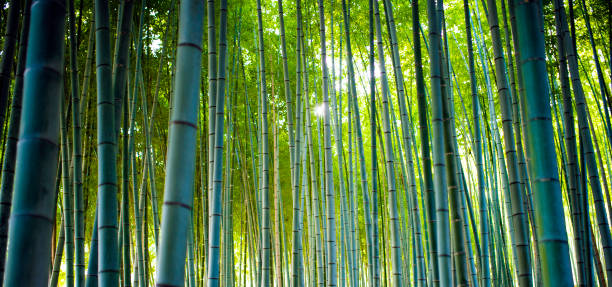 arboledas de bambú, bosque de bambú en arashiyama, kioto. - tree bamboo tall japanese culture fotografías e imágenes de stock