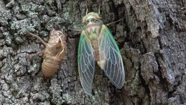 Green cicada emerged from shell.