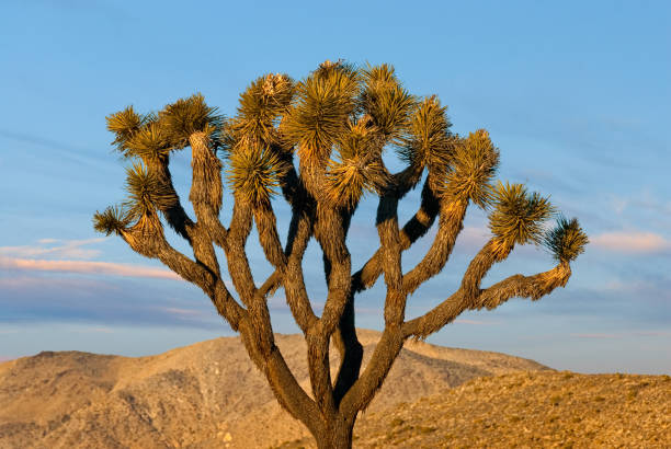 Joshua Tree The strange looking Joshua Tree (Yucca brevifolia) is a member of the Agave family that typically grows in the Mojave Desert. Legend has it that Mormon pioneers named the tree after the biblical figure Joshua, seeing the limbs of the tree as outstretched arms. This Joshua Tree was photographed at the Keys View area in Joshua Tree National Park, California. jeff goulden joshua tree national park stock pictures, royalty-free photos & images