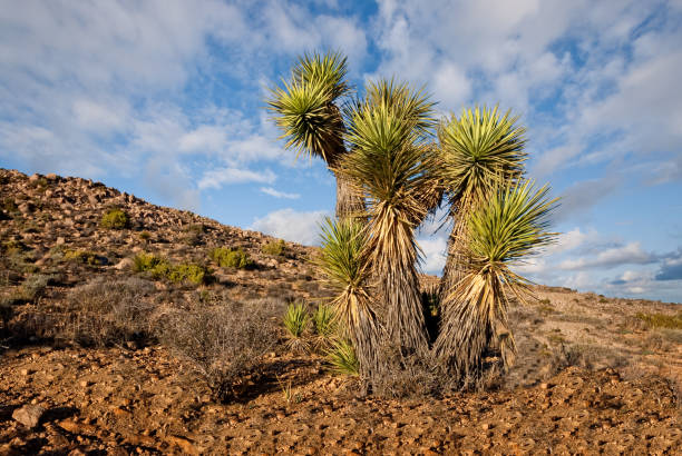 Mojave Yucca The Mojave Yucca (Yucca schidigera) Is also known as the Spanish Dagger because of its sharp spiny leaves. This Mojave Yucca was photographed at the Keys View area in Joshua Tree National Park, California. jeff goulden joshua tree national park stock pictures, royalty-free photos & images