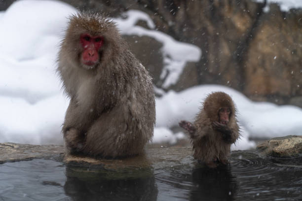 istock Japanese monkeys entering the hot spring 1089165082