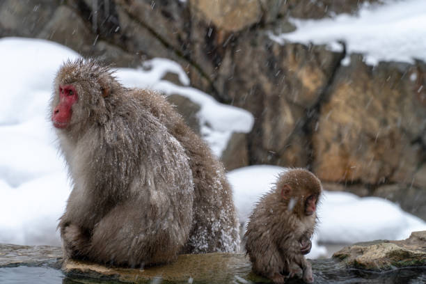 istock Japanese monkeys entering the hot spring 1089165084