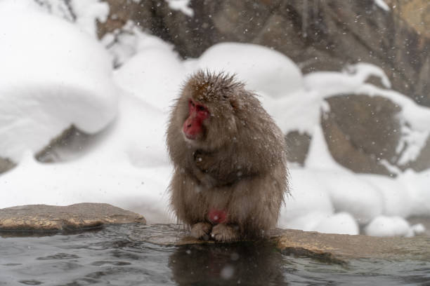istock Japanese monkeys entering the hot spring 1089165102