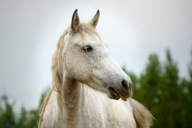 istock Gray mare making faces in front of the camera 1089165106