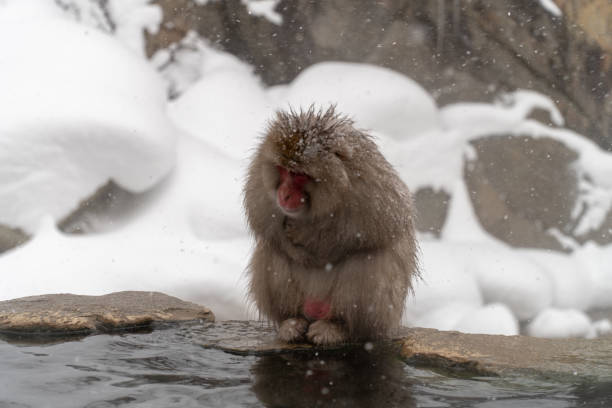 istock Japanese monkeys entering the hot spring 1089165118