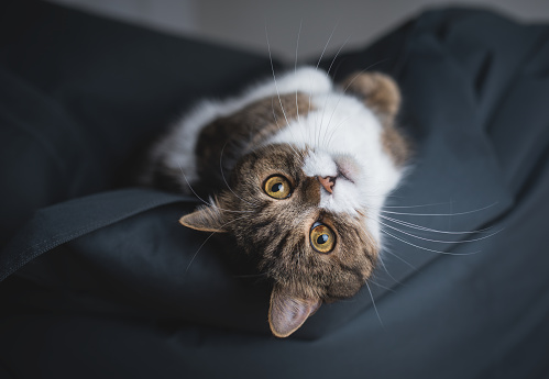 cat relaxing on bean bag