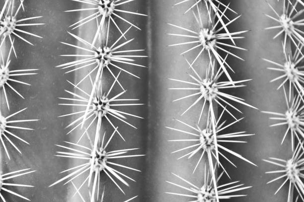 istock Close-Up Cactus Plant Black and White 1089166944