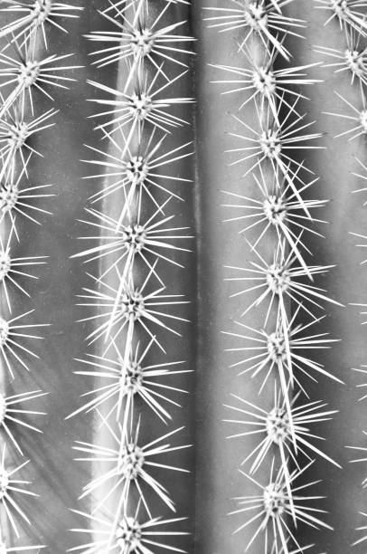 istock Close-Up Cactus Plant Black and White 1089167126