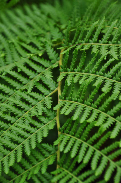 istock Close-Up Fern Leave 1089167194