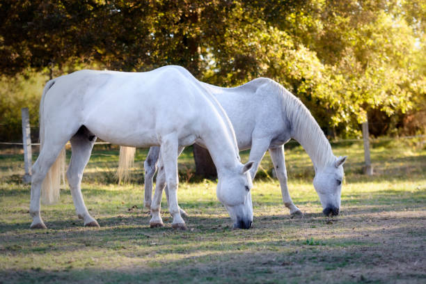 istock Two white horses grazing peacefully in autumn 1089168448