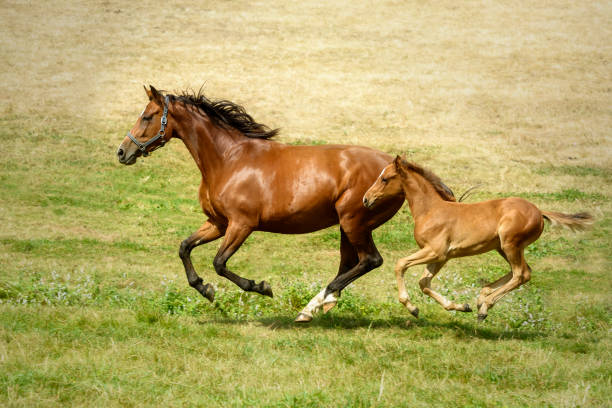 Perfect coordination between a chestnut mare and her little foal as they gallop together in a meadow