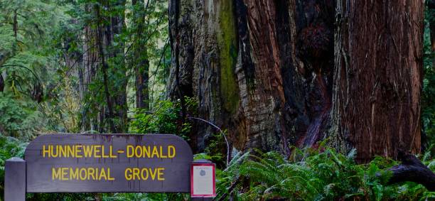 istock Redwood Park Cougar Warning 1089168764