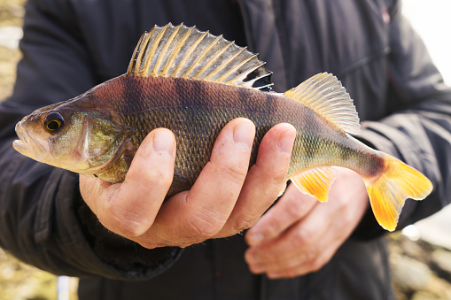 Common perch in fisherman's hand, toned image