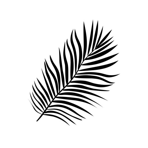 istock Vector illustration of realistic black silhouette tropical exotic palm tree leaves 1089168856