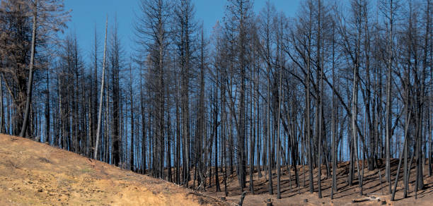 istock aftermath of dead trees from Delta Fire, Shasta County, California 2018 1089169518