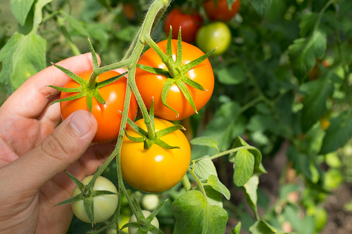 Time to harvest the ripe tomatoes.