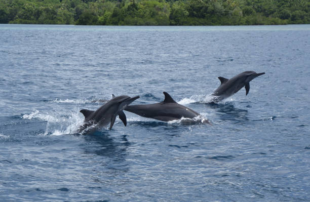 istock Spinner Dolphins, Munda, Solomon Islands 1089180180