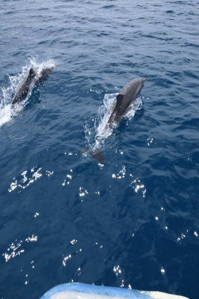 istock Spinner Dolphins, Munda, Solomon Islands 1089182058