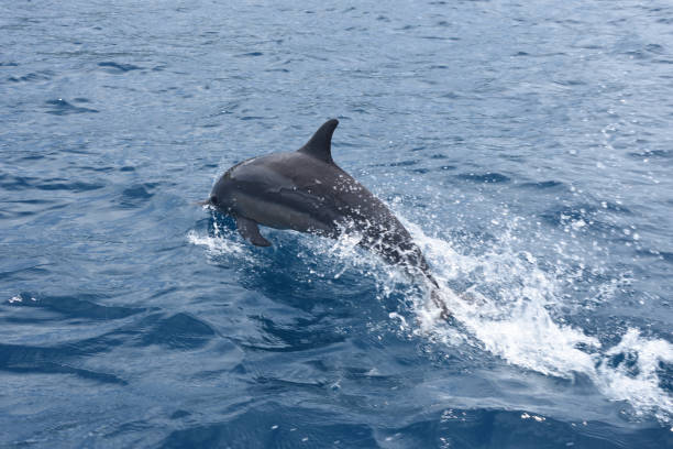 istock Spinner Dolphins, Munda, Solomon Islands 1089183234