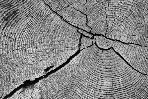 Full image of end grain of large log in black and white