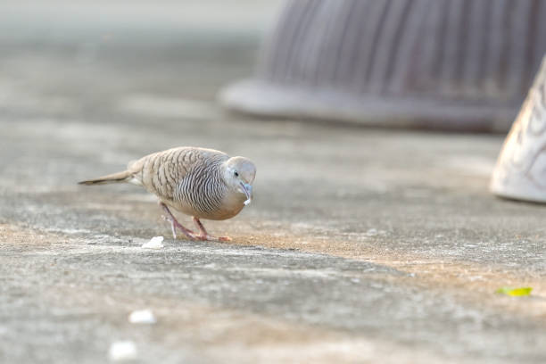 istock Small birds come to eat. 1089186210
