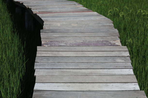 istock Wooden bridge at the jasmine rice field 1089191514