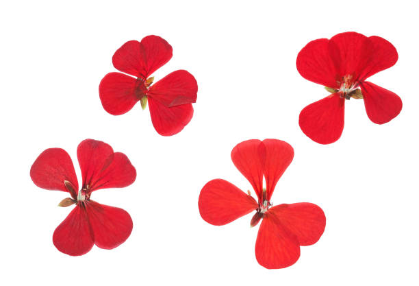 Pressed and dried red delicate transparent flowers geranium (pelargonium), isolated on white background. For use in scrapbooking, floristry or herbarium.
