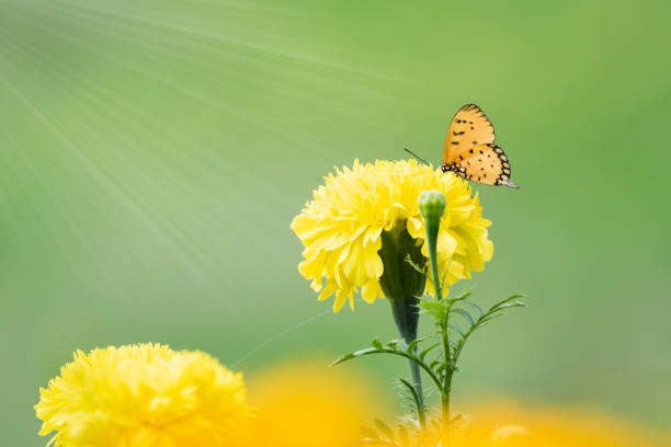 istock Beautiful butterfly perched on marigold flower 1089196694