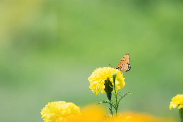 istock Beautiful butterfly perched on marigold flower 1089196748