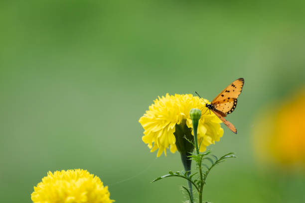istock Beautiful butterfly perched on marigold flower 1089196796